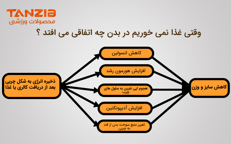 نموداری برای توضیح گرسنگی و نخورن غذا برای رژیم فستینگ همراه با لوگوی تن زیب