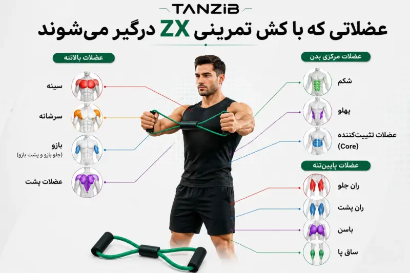 کش تمرینی زد ایکس(ZX) مدل پروانه ای تن زیب | تن زیب اینفوگرافی-عضلات-درگیر-با-کش